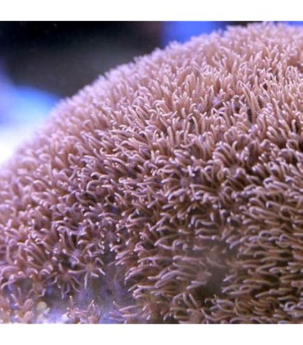 Amazon.co.jp: マリンアクアリウム サンゴ 海水魚 コーラルライト